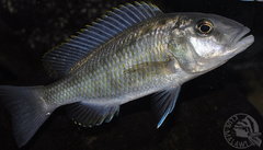 buccochromis heterotaenia