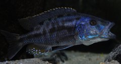 Tyrranochromis Nigriventer