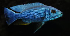 sciaenochromis fryeri iceberg