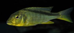 buccochromis rhoadesi