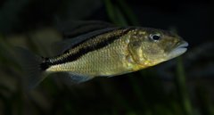 aristochromis christyi