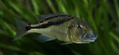 aristochromis christyi