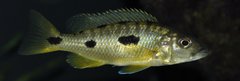 exochochromis anagenys