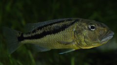 aristochromis christyi