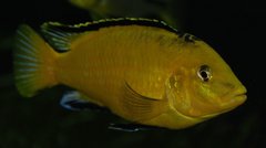 Labidochromis caeruleus