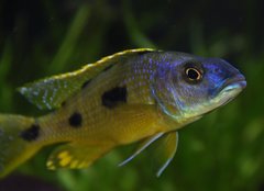 Exochochromis anagenys