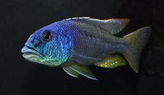 Aristochromis christyi