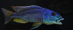 Aristochromis christyi