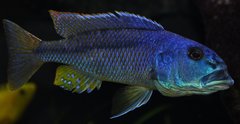 aristochromis christyi