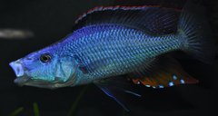 dimidiochromis compressiceps