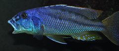 aristochromis christyi