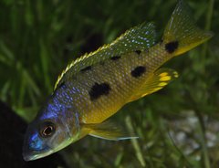 Exochochromis anagenys