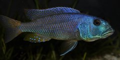 aristochromis christyi