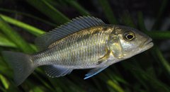 Buccochromis heterotaenia