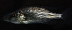 Dimidiochromis compressiceps