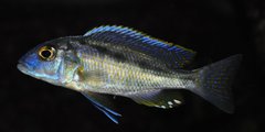 Buccochromis heterotaenia