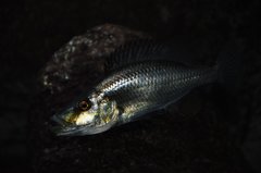 Dimidiochromis compressiceps