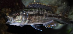 Tyrannochromis nigriventer