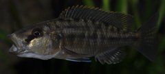 Tyrannochromis nigriventer