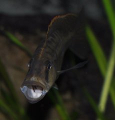 Tyrannochromis nigriventer