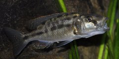 Tyrannochromis nigriventer