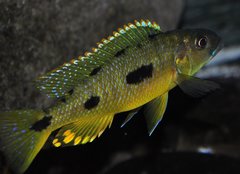 exochochromis anagenys