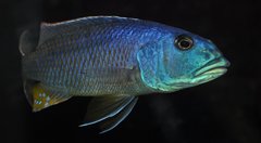 aristochromis christyi