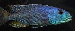 aristochromis christyi