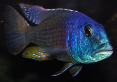 aristochromis christyi samiec koło 20 cm