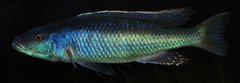 champsochromis caeruleus