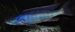 Champsochromis caeruleus