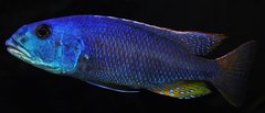 aristochromis christyi