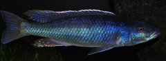 champsochromis caeruleus