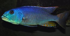 aristochromis christyi samiec koło 20 cm