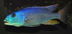 aristochromis christyi samiec koło 20 cm