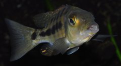 fossorochromis rostratus