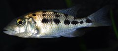 fossorochromis rostratus