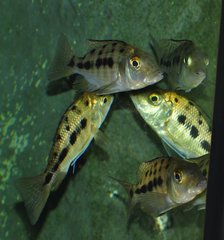 fossorochromis rostratus