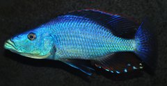 dimidiochromis compressiceps