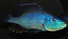 dimidiochromis compressiceps samiec