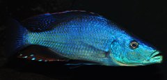 dimidiochromis compressiceps samiec