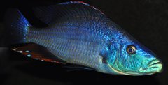 dimidiochromis compressiceps samiec