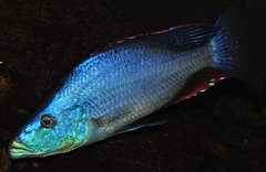 dimidiochromis compressiceps samiec