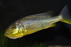 buccochromis rhoadesii yellow