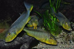 buccochromis rhoadesii yellow