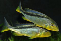 buccochromis rhoadesii yellow