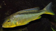 buccochromis rhoadesii yellow