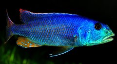 aristochromis christyi