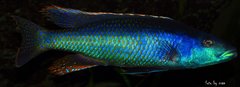 champsochromis caeruleus