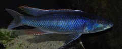 champsochromis caeruleus